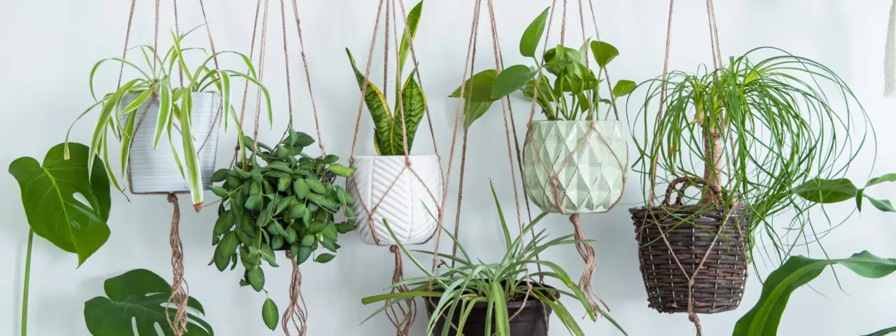 L’errore comune che fanno tutti con i vasi autoirriganti: ecco come funzionano davvero