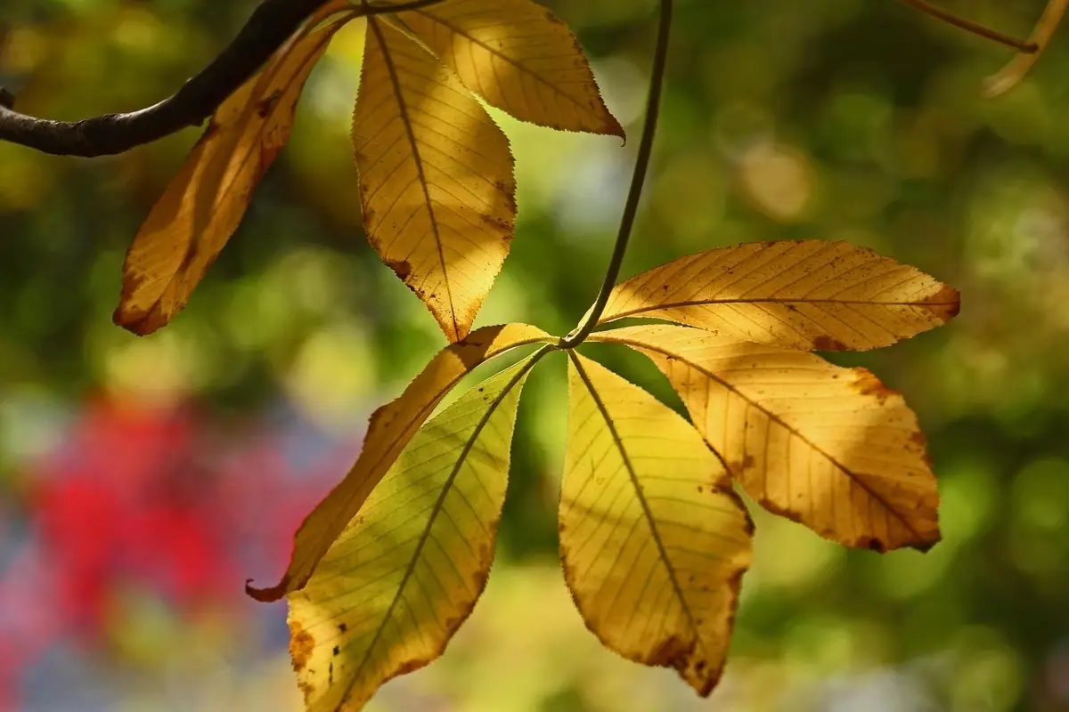 Le foglie ingialliscono o si macchiano? Ecco come riconoscere subito la malattia della tua pianta