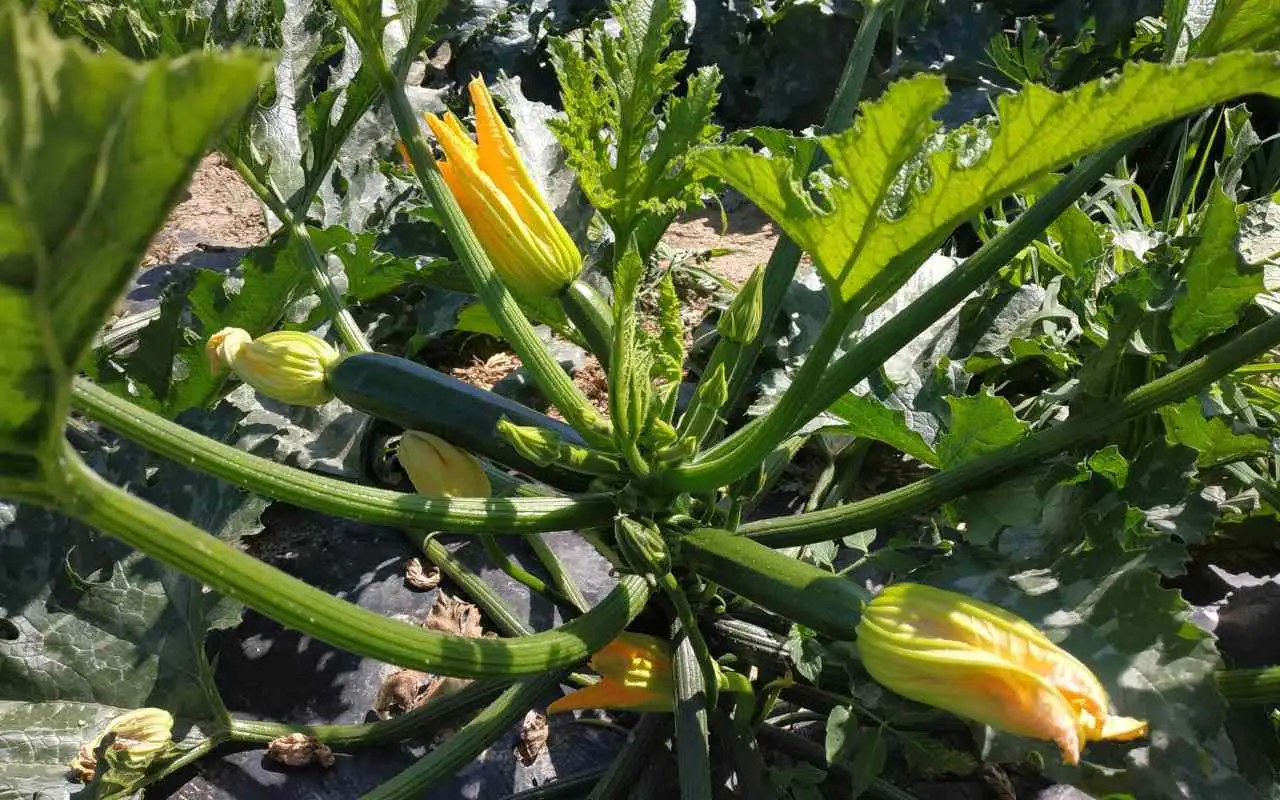 Quante piante di zucchine servono per nutrire una famiglia? Ecco il numero esatto