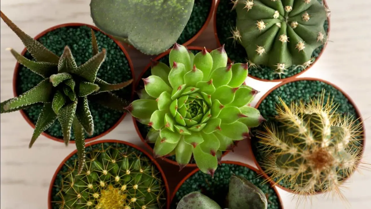 Non tutte le piante grasse resistono al caldo torrido: ecco le uniche che non muoiono in estate