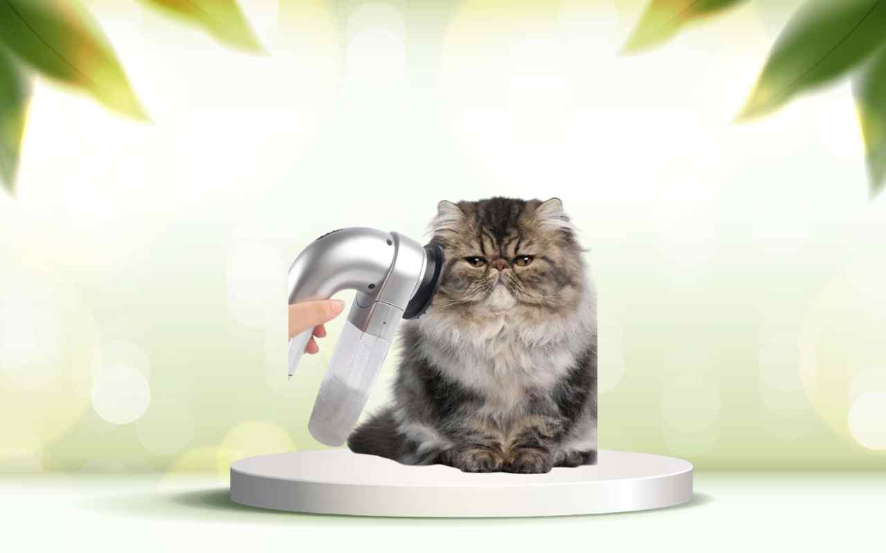 Scopri SpazzolAmica: elimina i peli animali e rendi la tua casa impeccabile